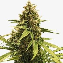 crispy-apple-feminisierte-thc-hanfsamen-240x240.webp