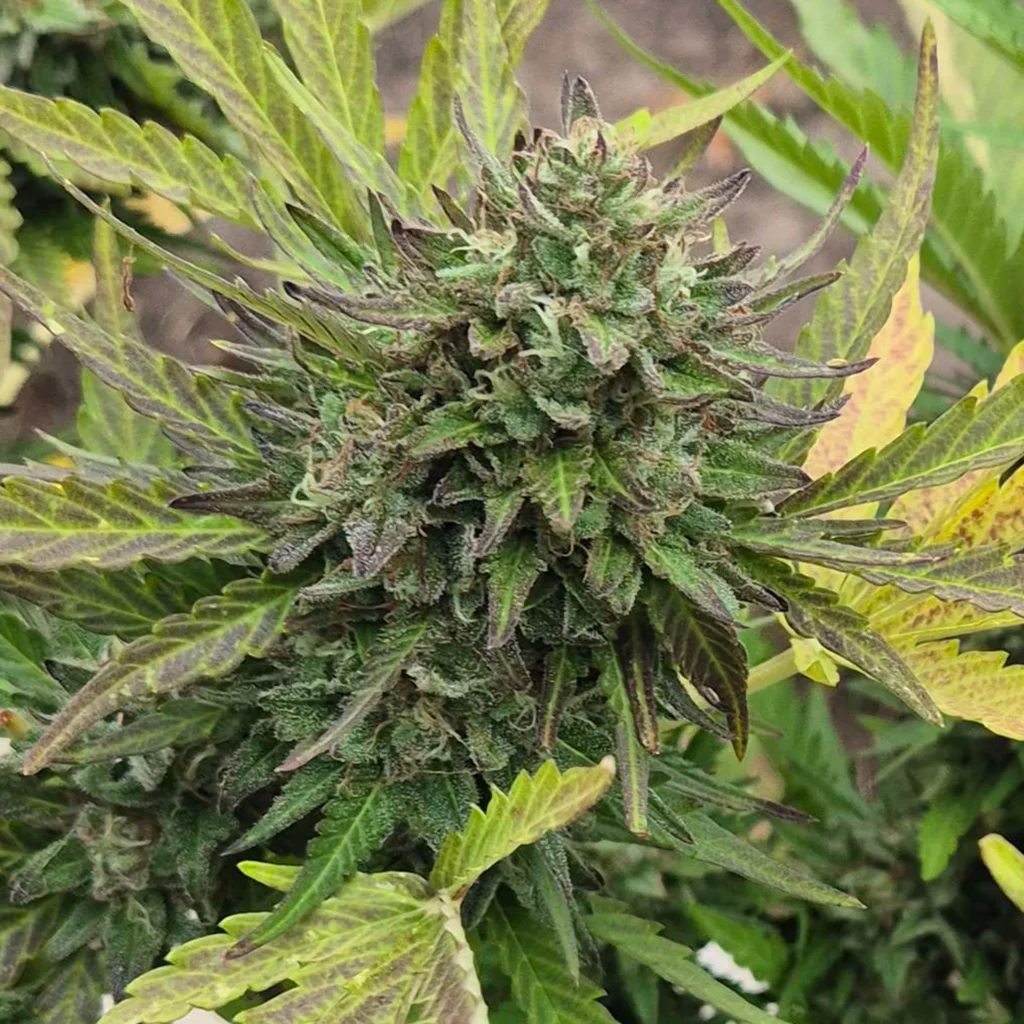 Drippy Melon Auto Cannabis Blüte von Stimpfe