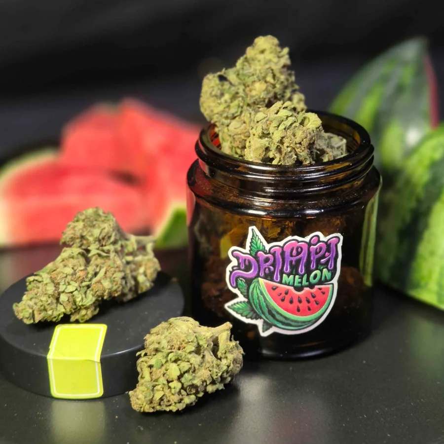 Drippy Melon Auto Cannabis Ernte von Stimpfe
