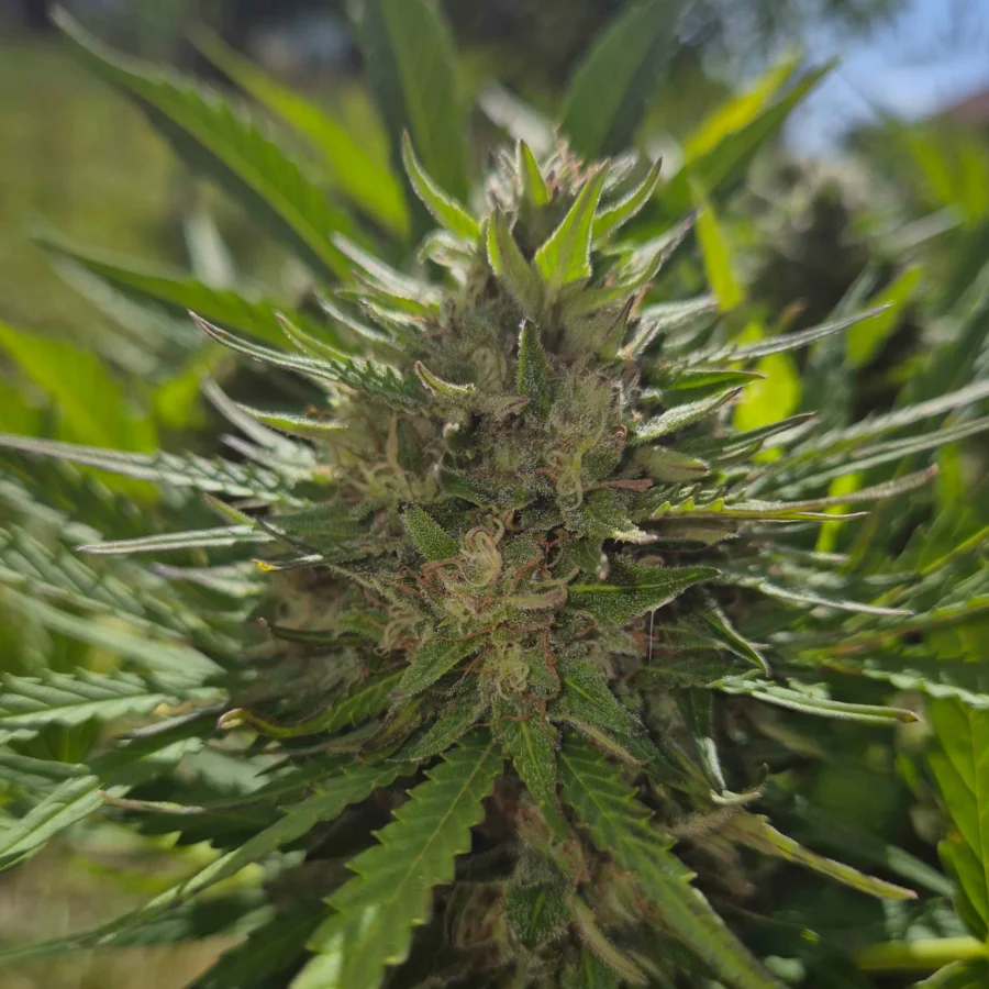Drippy Melon Auto Cannabis Blüte von Stimpfe