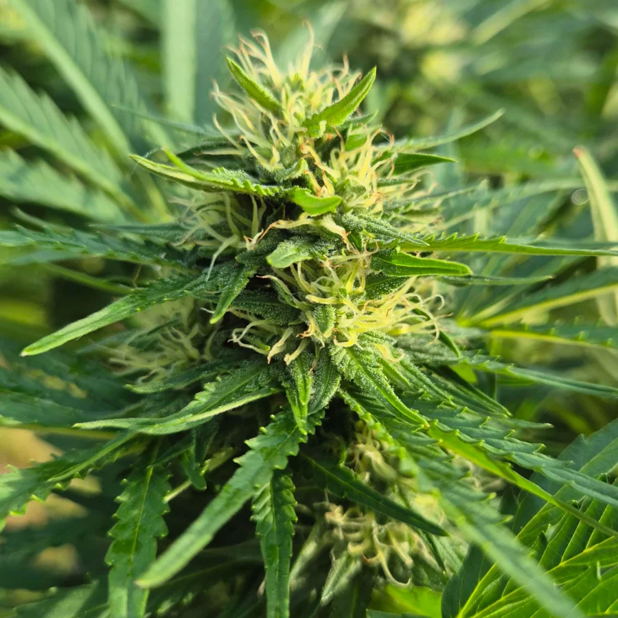 Drippy Melon Auto Cannabis Blüte von Stimpfe