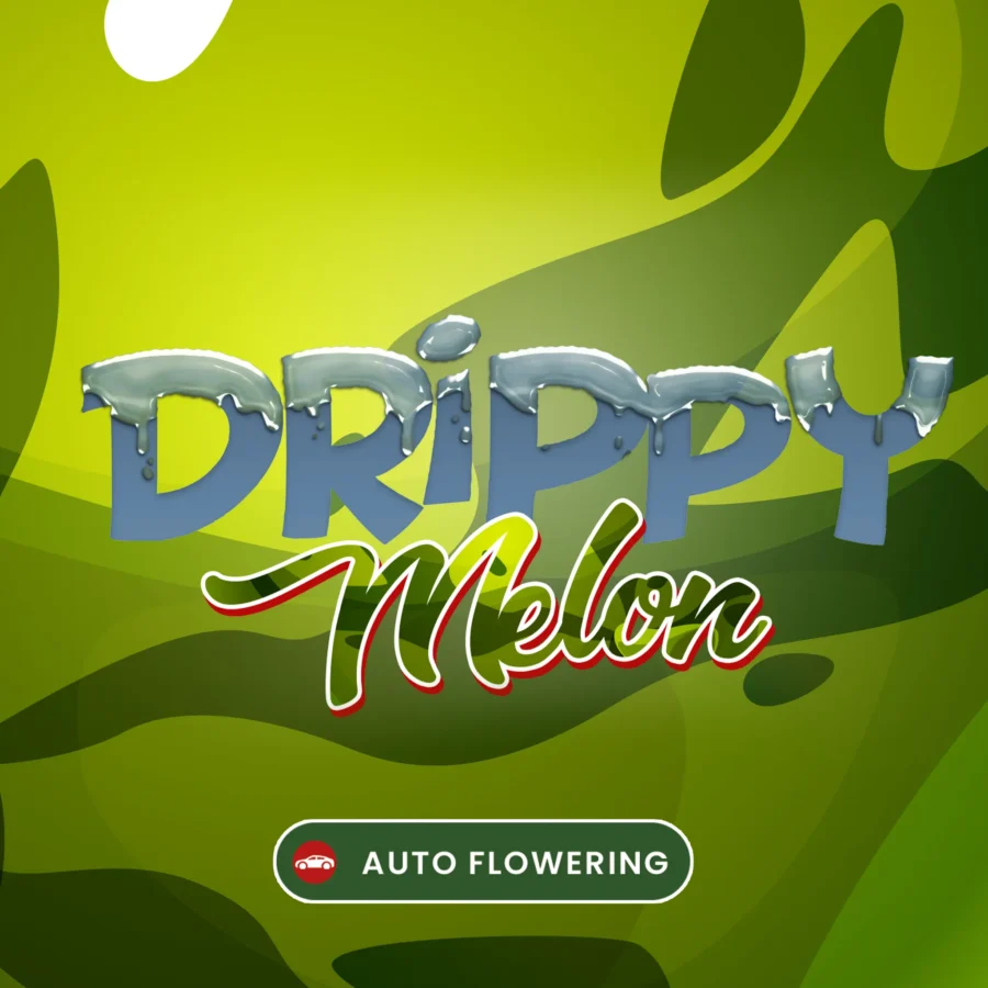 Autoflowering Cannabis Sorte: Drippy Melon