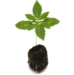 Autoflowering Sämlinge