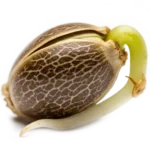 Autoflowering Samen