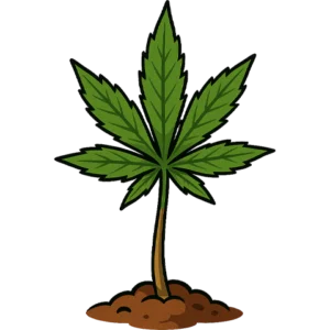 Drippy Melon Auto â WEEZEL⢠â Cannabis â WEEZEL